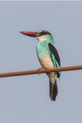 Blue-breasted kingfisher